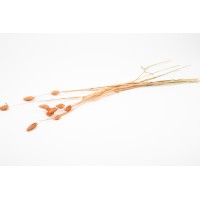 PHOCEALYS │Phalaris sec │vente aux pros│Grossiste en fleurs séchées