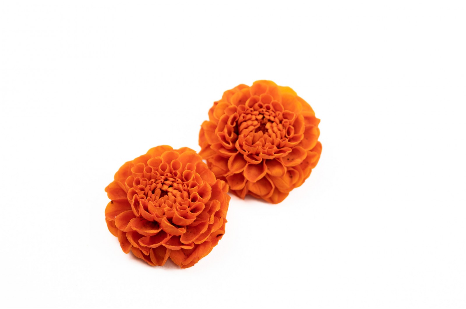 PHOCEALYS│Dahlia stabilisé│vente aux pros│Grossiste