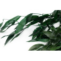PHOCEALYS │Ruscus stabilisé│vente aux pros│Grossiste