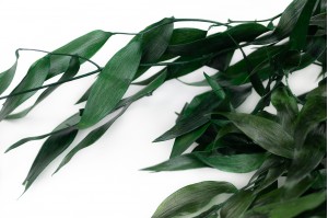 PHOCEALYS │Ruscus stabilisé│vente aux pros│Grossiste