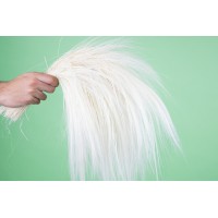 Barba stabilisée│vente aux pros│Grossiste en végétaux stabilisés
