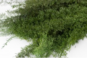 Foxtail stabilisée│vente aux pros│Grossiste en végétaux stabilisés