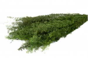 Foxtail stabilisée│vente aux pros│Grossiste en végétaux stabilisés