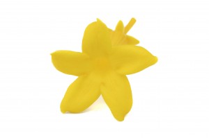 PHOCEALYS│fleurs de jasmin stabilisées vente aux pros│Grossiste