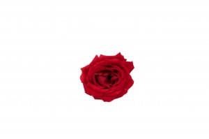 Rose majolica│vente aux pros│Grossiste en végétaux stabilisées