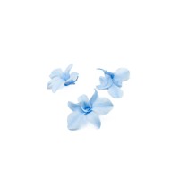 Orchidée dendrobium │vente aux pros│Grossiste en végétaux stabilisées