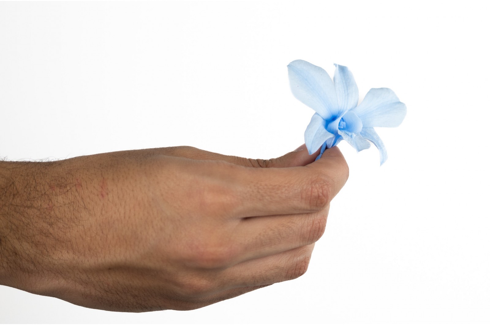 Orchidée dendrobium │vente aux pros│Grossiste en végétaux stabilisées