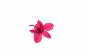 Orchidée dendrobium │vente aux pros│Grossiste en végétaux stabilisées