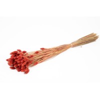 Phalaris sec│vente aux pros│Grossiste en fleurs séchées