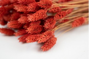 Phalaris sec│vente aux pros│Grossiste en fleurs séchées