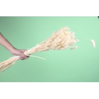 PHOCEALYS │Lagurus sec │vente aux pros│Grossiste en fleurs séchées