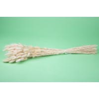 PHOCEALYS │Lagurus sec │vente aux pros│Grossiste en fleurs séchées