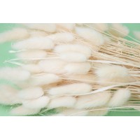 PHOCEALYS │Lagurus sec │vente aux pros│Grossiste en fleurs séchées