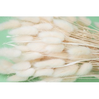 PHOCEALYS │Dried lagurus │Sale to professionals│Wholesaler