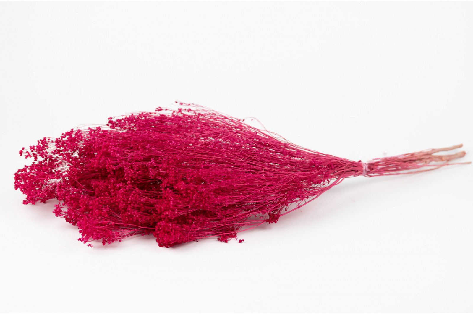 Broom bloom sec│vente aux pros│Grossiste en fleurs séchées