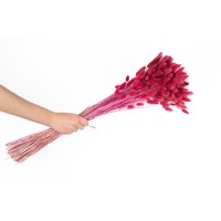 PHOCEALYS │Lagurus sec │vente aux pros│Grossiste en fleurs séchées