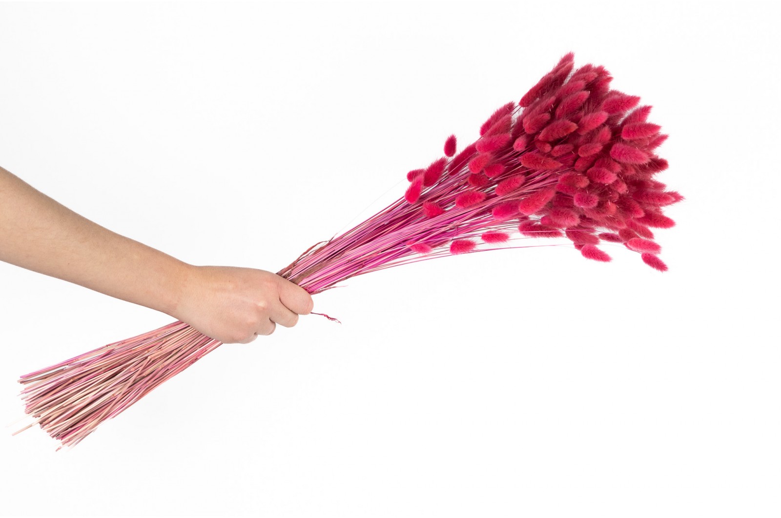 PHOCEALYS │Lagurus sec │vente aux pros│Grossiste en fleurs séchées