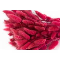 PHOCEALYS │Lagurus sec │vente aux pros│Grossiste en fleurs séchées