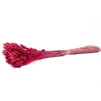 PHOCEALYS │Lagurus sec │vente aux pros│Grossiste en fleurs séchées