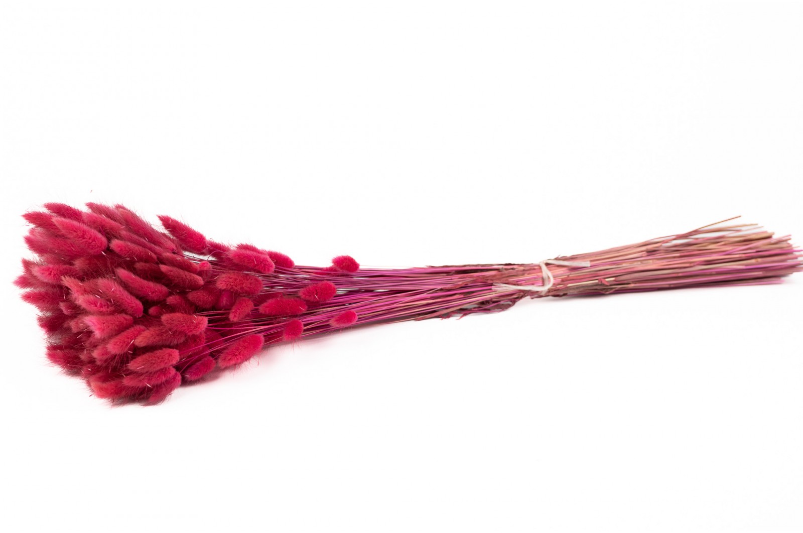 PHOCEALYS │Lagurus sec │vente aux pros│Grossiste en fleurs séchées