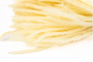 Vulpin séché│vente aux pros│Grossiste en fleurs séchées