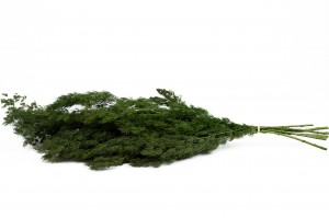 Ming fern stabilisé│vente aux pros│Grossiste en végétaux stabilisés