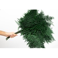 PHOCEALYS│Fougère brake stabilisée│vente aux pros│Grossiste