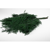 PHOCEALYS│Fougère brake stabilisée│vente aux pros│Grossiste