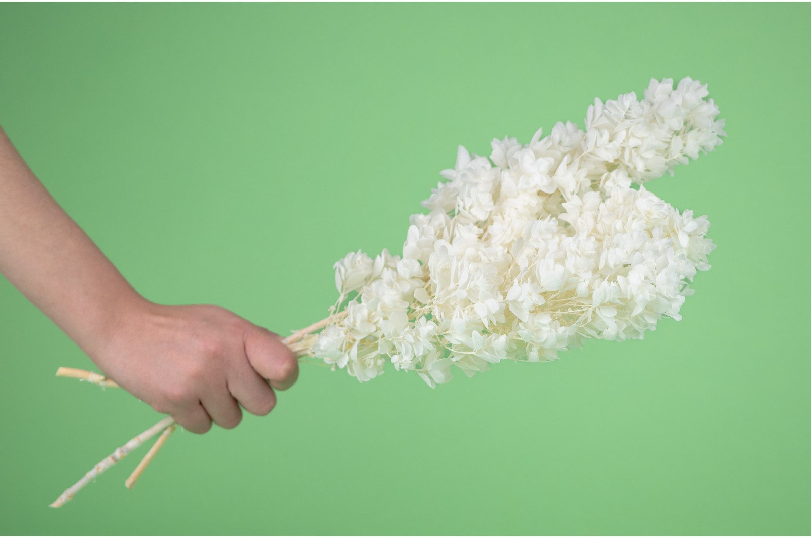 PHOCEALYS │Hortensia stabilisé│vente aux pros│Grossiste en végétaux stabilisées