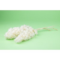 PHOCEALYS │Hortensia stabilisé│vente aux pros│Grossiste en végétaux stabilisées