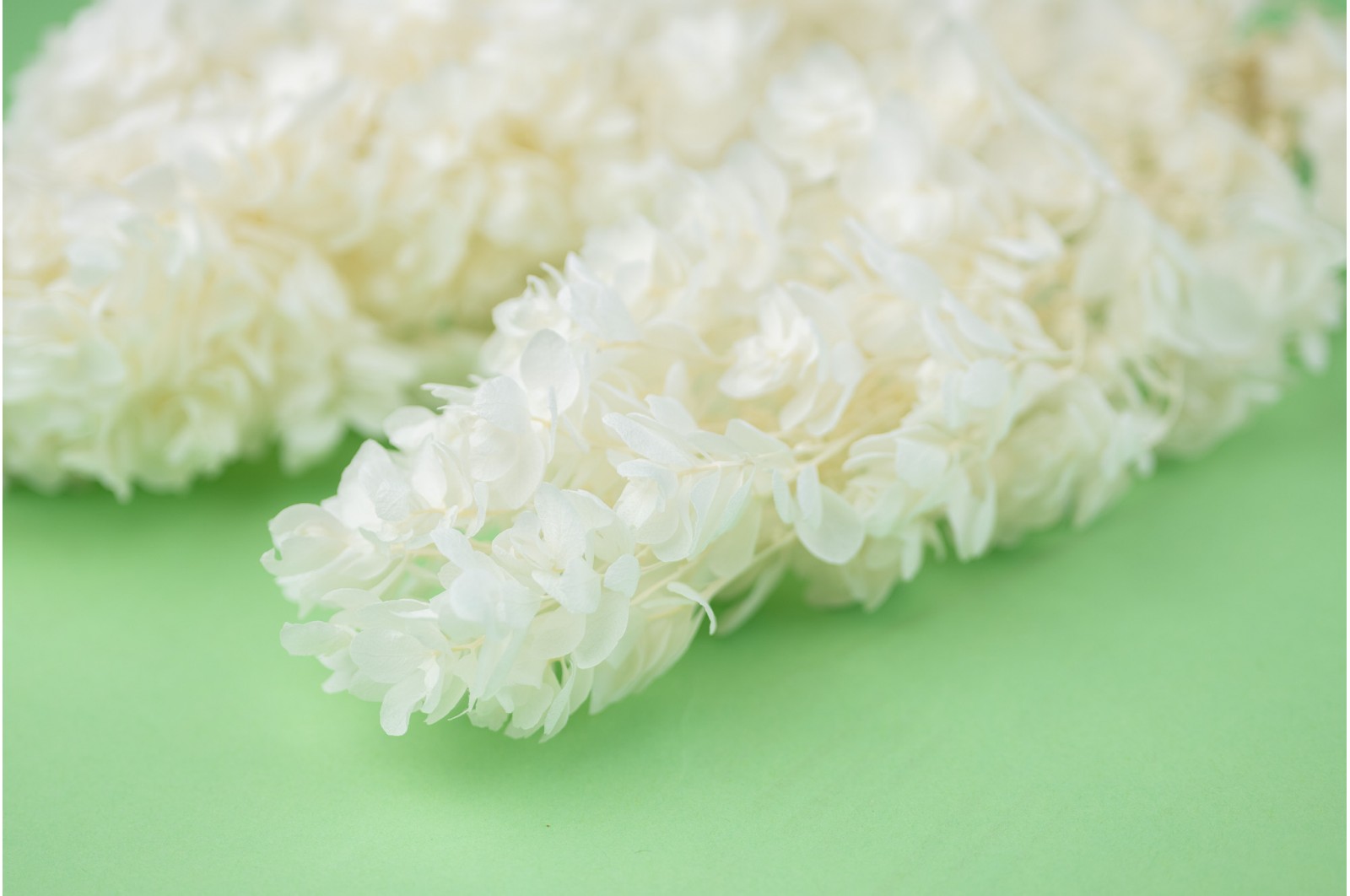 PHOCEALYS │Hortensia stabilisé│vente aux pros│Grossiste en végétaux stabilisées