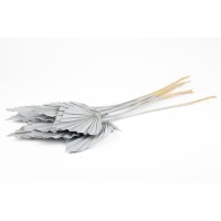 PHOCEALYS │palm spear│vente aux pros│Grossiste en fleurs séchées