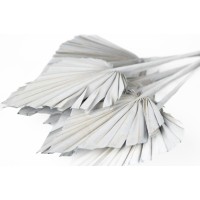 PHOCEALYS │palm spear│vente aux pros│Grossiste en fleurs séchées