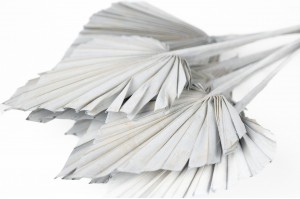 PHOCEALYS │palm spear│vente aux pros│Grossiste en fleurs séchées