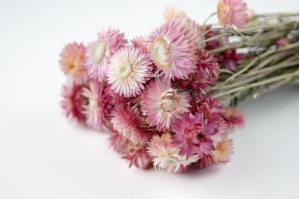 PHOCEALYS│Helichrysum sec│vente aux pros│Grossiste en fleurs séchées