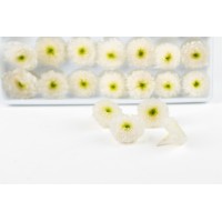 Chrysanthème stabilisé│vente aux pros Grossiste en végétaux stabilisés