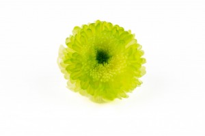 Chrysanthème stabilisé│vente aux pros Grossiste en végétaux stabilisés