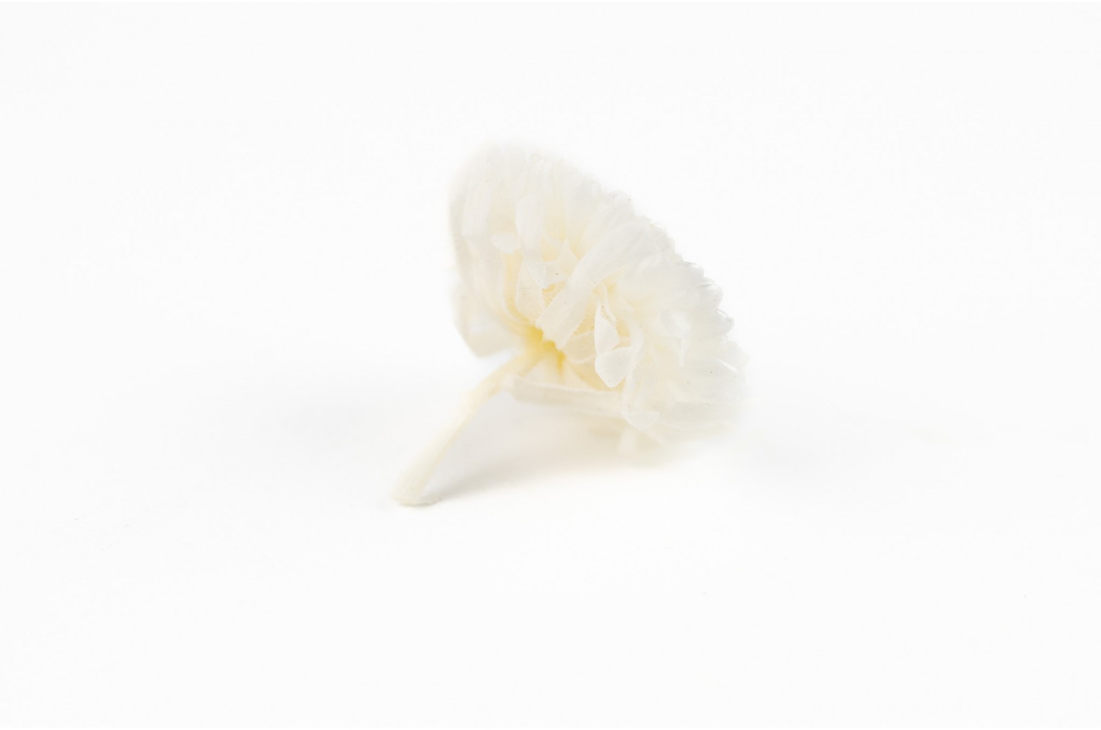 Chrysanthème stabilisé│vente aux pros Grossiste en végétaux stabilisés