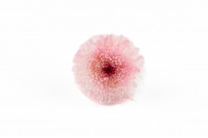 Chrysanthème stabilisé│vente aux pros Grossiste en végétaux stabilisés