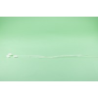 PHOCEALYS │Phalaris sec │vente aux pros│Grossiste en fleurs séchées