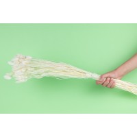 PHOCEALYS │Phalaris sec │vente aux pros│Grossiste en fleurs séchées