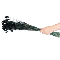 Phalaris sec│vente aux pros│Grossiste en fleurs séchées