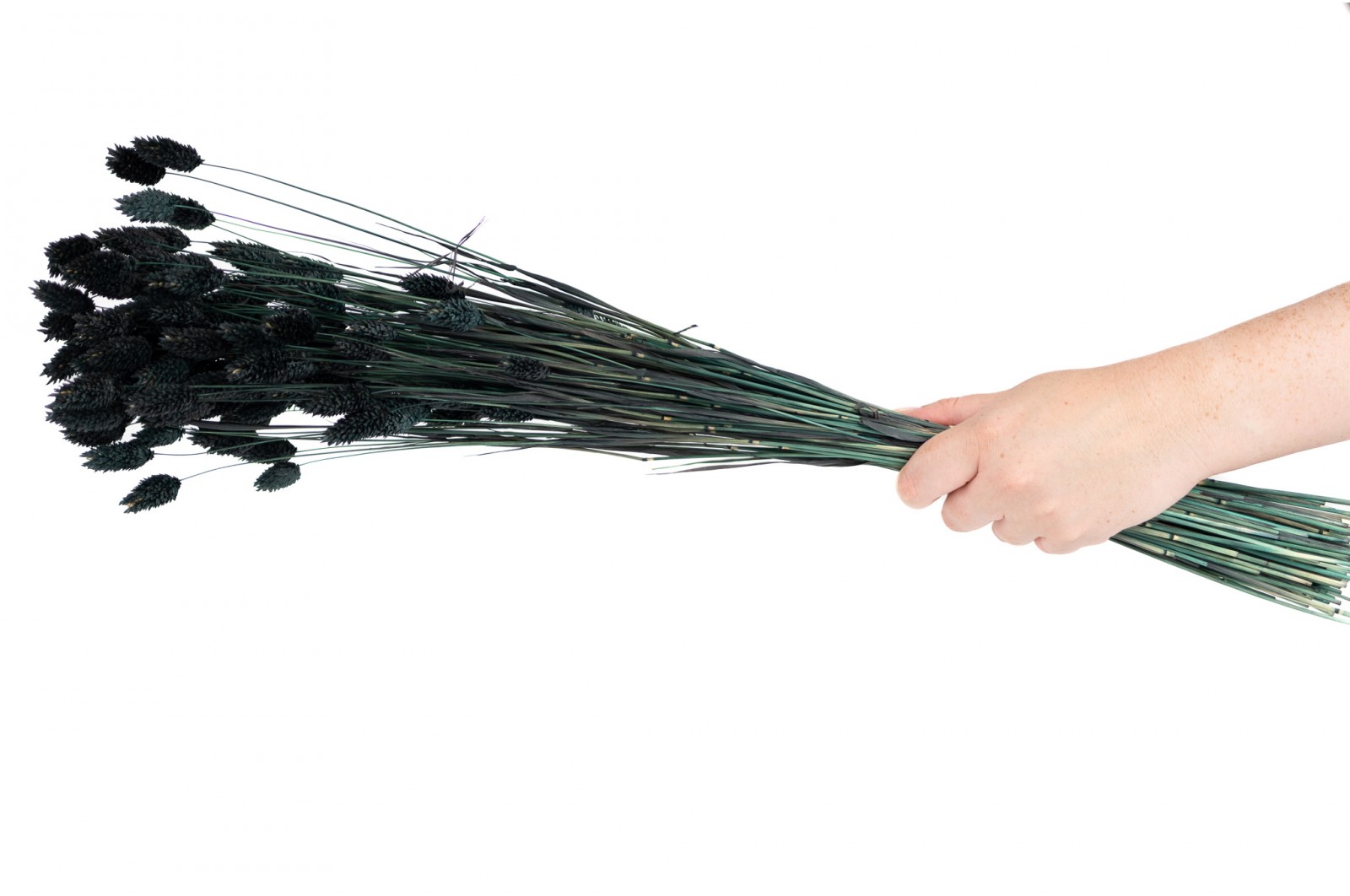 Phalaris sec│vente aux pros│Grossiste en fleurs séchées