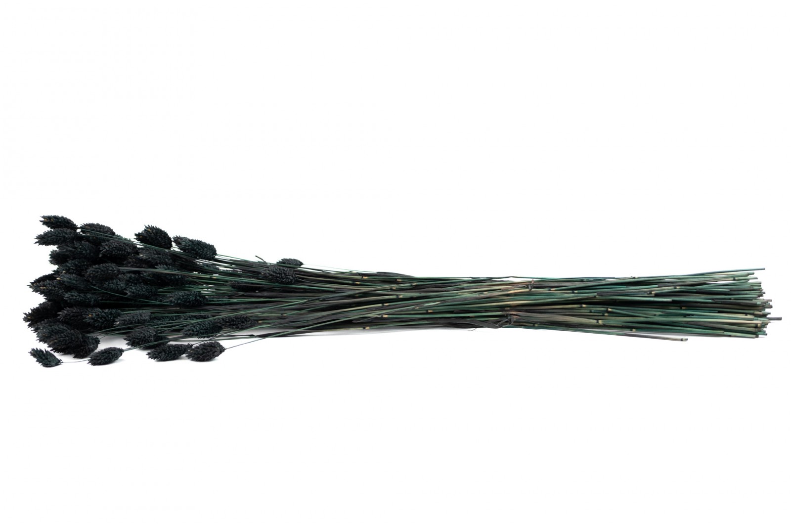 Phalaris sec│vente aux pros│Grossiste en fleurs séchées