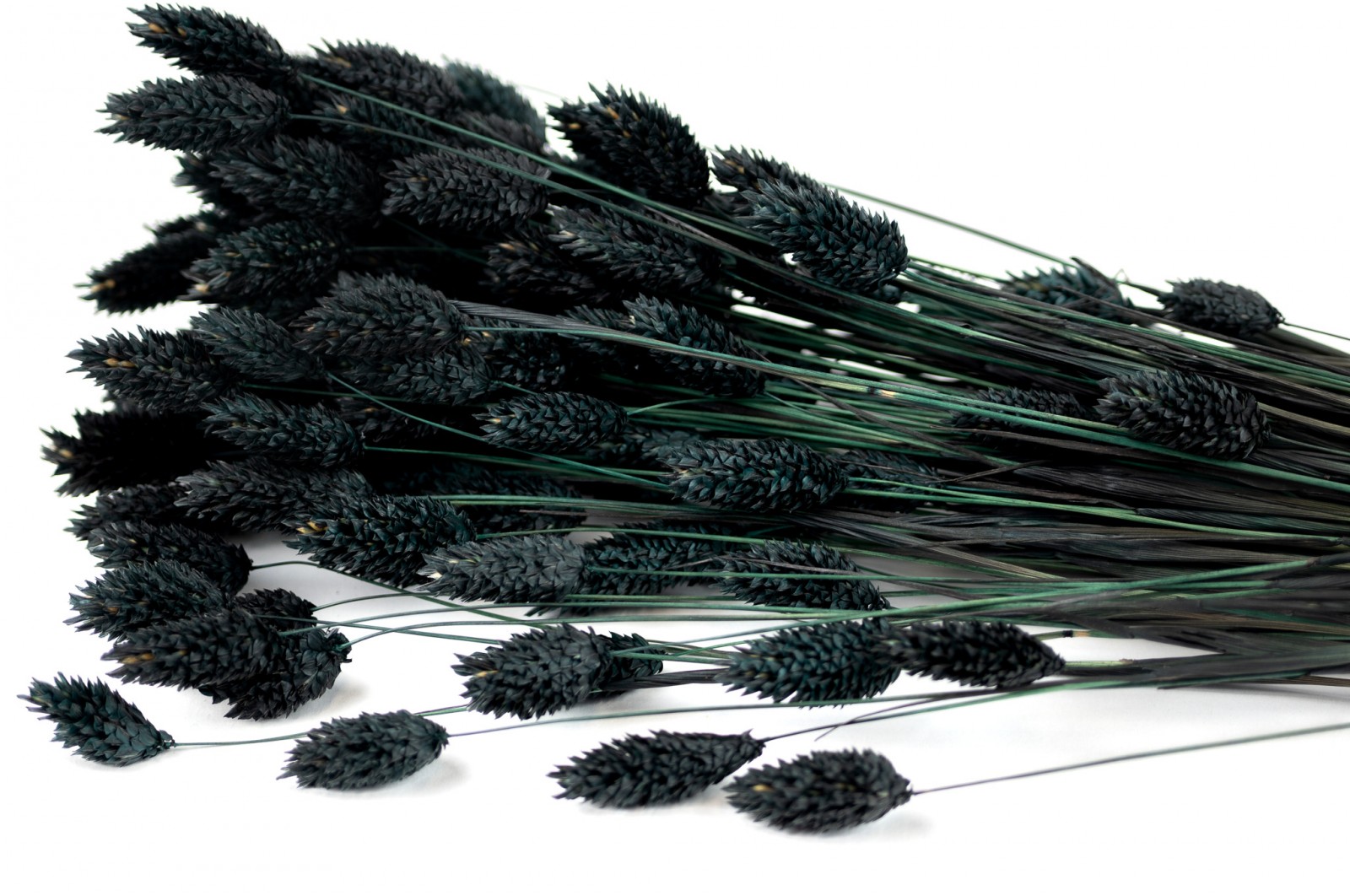 Phalaris sec│vente aux pros│Grossiste en fleurs séchées