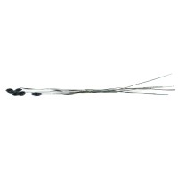 Phalaris sec│vente aux pros│Grossiste en fleurs séchées