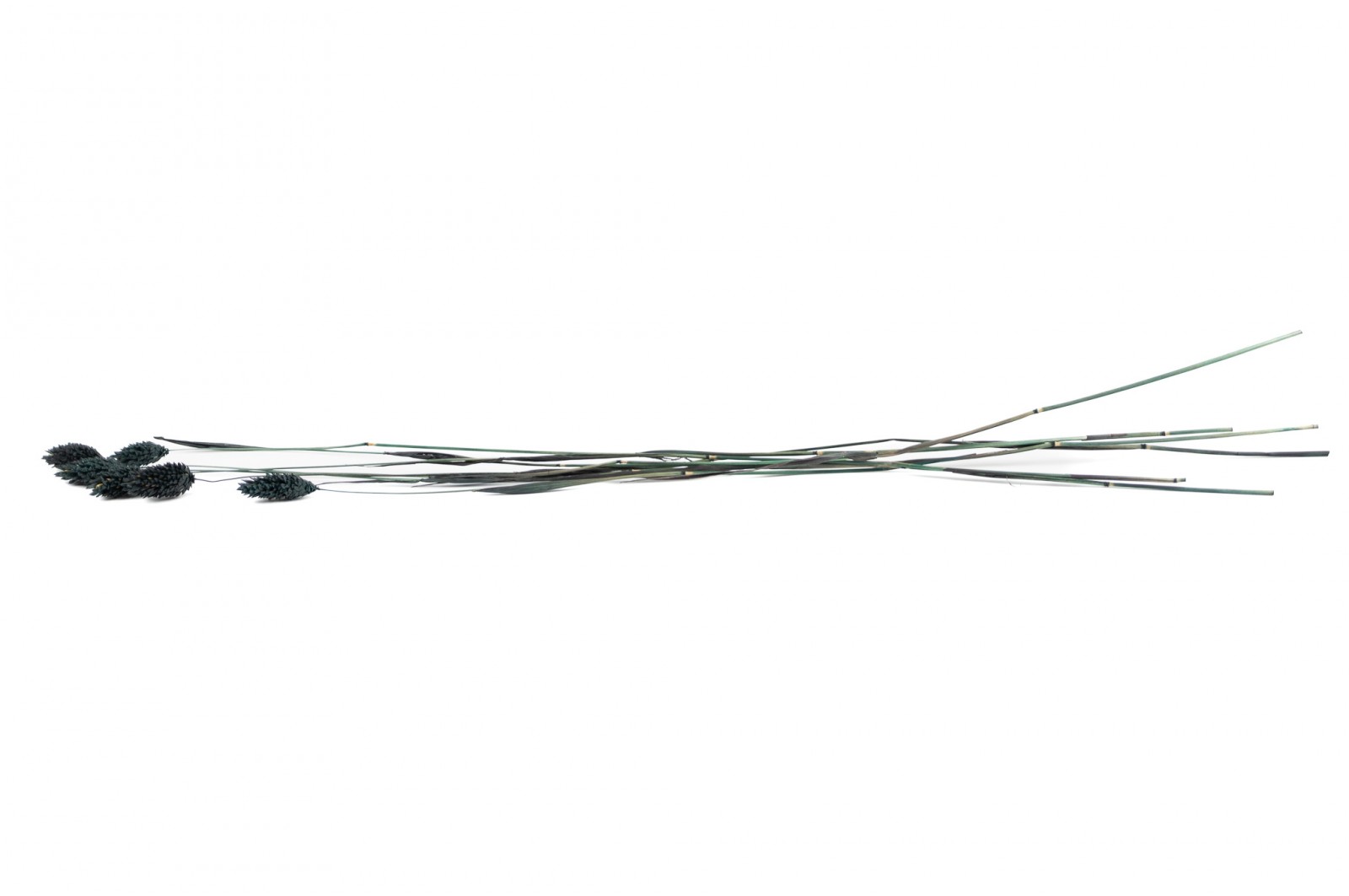 Phalaris sec│vente aux pros│Grossiste en fleurs séchées