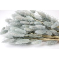 PHOCEALYS │Lagurus sec │vente aux pros│Grossiste en fleurs séchées