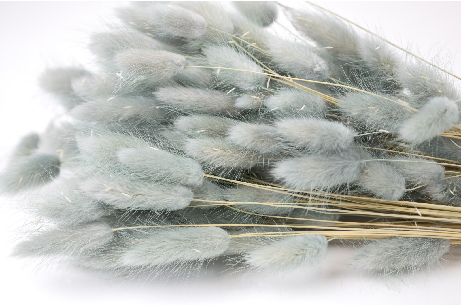PHOCEALYS │Lagurus sec │vente aux pros│Grossiste en fleurs séchées