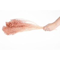 PHOCEALYS │Broom stabilisé│vente aux pros│Grossiste